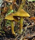 Cortinarius_olivaceofuscus_bv3386