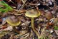 Cortinarius_olivaceofuscus_bv3916