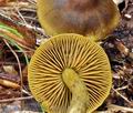 Cortinarius_olivaceofuscus_bv3927