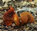 Cortinarius_orellanus_bv5204