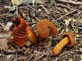 Cortinarius_orellanus_bv5205