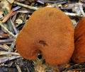 Cortinarius_orellanus_bv5217