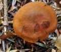 Cortinarius_orellanus_bv5218