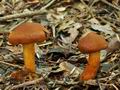 Cortinarius_orellanus_bv5223