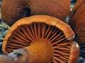 Cortinarius_orellanus_bv5228