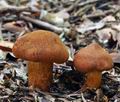 Cortinarius_orellanus_bv5231