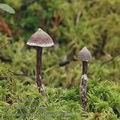 Cortinarius_paleiferus_aj0408