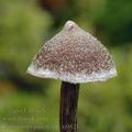 Cortinarius_paleiferus_aj0421