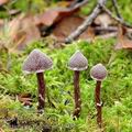 Cortinarius_paleiferus_aj0429