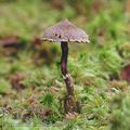 Cortinarius_paleiferus_aj0439