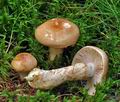 Cortinarius_papulosus_cz8257