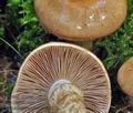 Cortinarius_papulosus_cz8258