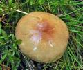 Cortinarius_papulosus_cz8265