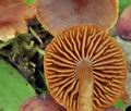 Cortinarius_parvannulatus_bs8905