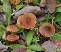 Cortinarius_parvannulatus_bs8910