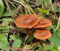 Cortinarius_parvannulatus_bs8923