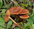 Cortinarius_parvannulatus_bs8925