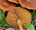 Cortinarius_parvannulatus_bs8930