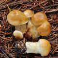 Cortinarius_percomis_bm7692