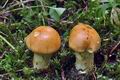 Cortinarius_percomis_cr5523