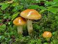 Cortinarius_percomis_cz8074