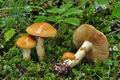 Cortinarius_percomis_cz8086