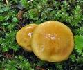 Cortinarius_percomis_cz8096