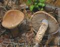 Cortinarius_pholideus_ac7738