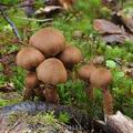 Cortinarius_pholideus_be4184