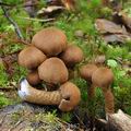 Cortinarius_pholideus_be4187