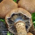 Cortinarius_pholideus_be4189