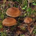 Cortinarius_pholideus_bp2085