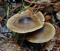 Cortinarius_phrygianus_bv5516