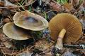 Cortinarius_phrygianus_bv5518