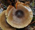 Cortinarius_phrygianus_bv5522