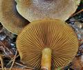 Cortinarius_phrygianus_bv5523