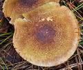 Cortinarius_phrygianus_bv5721