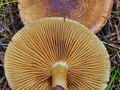 Cortinarius_phrygianus_bv5727