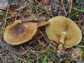 Cortinarius_phrygianus_bv5730