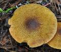 Cortinarius_phrygianus_bv5830