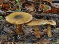 Cortinarius_phrygianus_bv5831