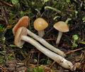 Cortinarius_pluvius_bv5482