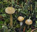 Cortinarius_pluvius_bv5487