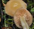 Cortinarius_pluvius_bv5490