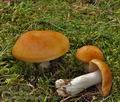 Cortinarius_polymorphus_bo9411