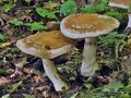 Cortinarius_praestans_bv2541