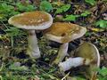 Cortinarius_praestans_bv2545