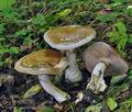 Cortinarius_praestans_bv2551