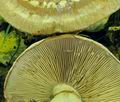 Cortinarius_praestans_bv2556