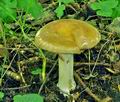 Cortinarius_praestans_bv2559